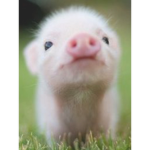 Oink oink oink Oink oink oink