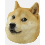 Doges Custom Shirts