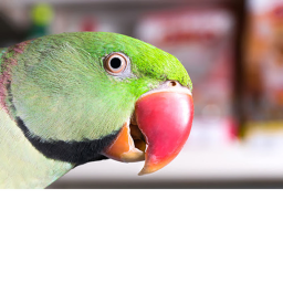 PARROTING STORE