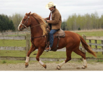 The Horse Riders