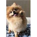 DOGGY MAKE IT SOGGY! JOIN IF U LIKE DOGS