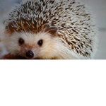 Hedgehog fan