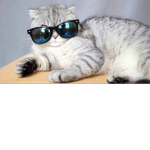 cat lords of the world