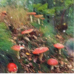 ⋆｡‧˚ʚ🍄ɞ˚‧｡⋆