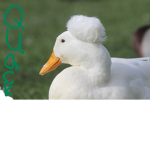 the ducky duck