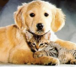 Gatti e cani