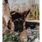 _hangoutgroup_