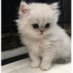 The hxneys!