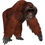 Orangutans Funny