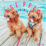 Pastel Puppies!!