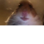 Hamsters Nation