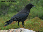 bird republic offical