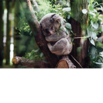 ~Koala