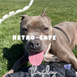 ~ Retro cafe ~
