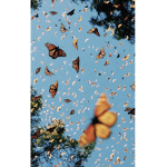 Strawberry butterfly friends