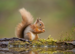 A red squirrel??