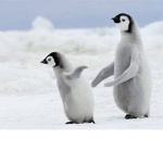 Penguin Empire Official
