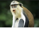Clothes on a monkey