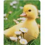 HELPER GROUP AND DUCK GROUP