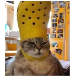 I gatti belli di Pallina