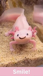Axolotl squad!!!!!!!!!!!!!!!!!!!!!!!!!!!!!!!