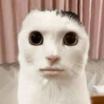 .kitty cummunity.