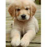 Olivia puppys!