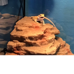 Bearded Dragons are cool