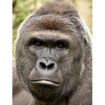 The Harambe Fan Group