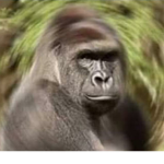 the harambian empire