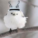 메렁이 그룹