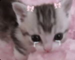CATS AND QUEENS/KINGS