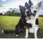 Doggy Pals!