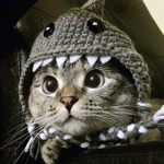 Les chats dans les étoiles