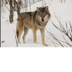 wolf pack u.u