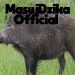 MasujDzikaOfficial