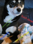Doggies Uni-ted