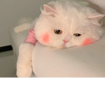 HELLO IM KITTY KITTY