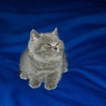 Cat on bed