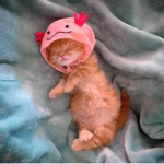 'sweepy