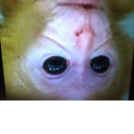 Monkey of Roblox