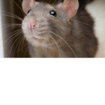 Ratman loves rat