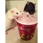 Ice cream-rats