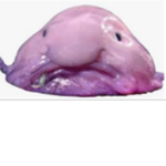 Shadow squadYT