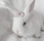 ittibittibunni!!