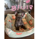 Love bulldog UWU