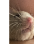 See the life of cookie (fan group)
