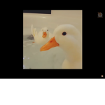 Duck makes Quack