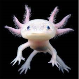 The amphibian group game