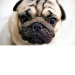 penguin pugs